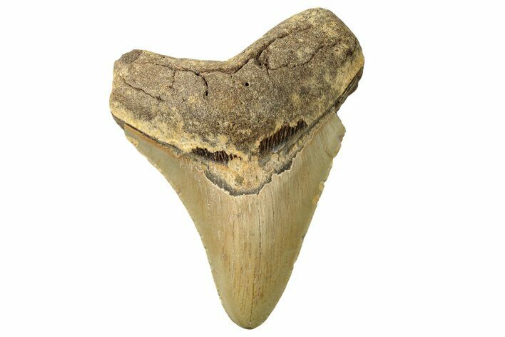 Fossil Megalodon Tooth - North Carolina #257964